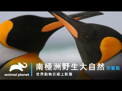 南極洲野生大自然｜動物星球頻道 - YouTube