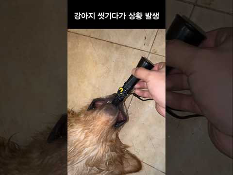 강아지 씻기다가 상황 발생