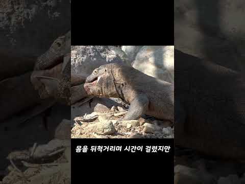 코모도왕도마뱀이 상어를 산 채로 잡아먹는 영상