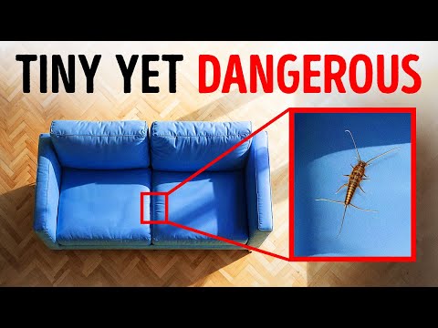 If Your Couch Stings, You’re in Danger