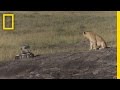 Lions and Photo Toys Behavior