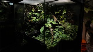 나무 뿌리로 만든 비바리움 그리고 1년 뒤 모습까지! A vivarium made from tree roots and what it looks like a year later!