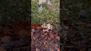 🍄‍🟫rostou přímo v centru Mariánských Lázní 😀😀😀#prekvapeni#houby#mushroom#marianskelazne