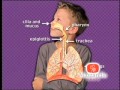 Respiratory System Functions and Structures