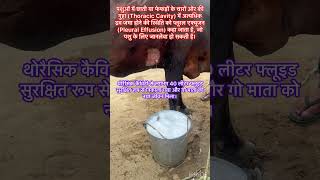 Pleural effusion in cow l dr umar khan