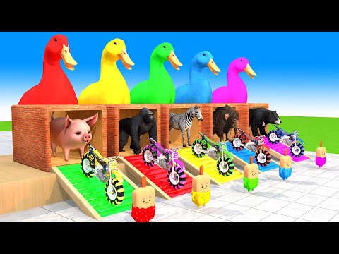 5 Giant Duck Cartoon with Pig, Bear, Gorilla, mammoth, zebra Animal Fight Animals Rescue New 2024