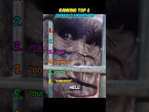 Ranking Top 6 Animals Moments