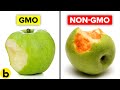 Understanding GMOs and Their Impacts