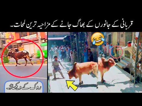 funny qurbani animals ?? | funniest moments of qurbani animals|funny videos