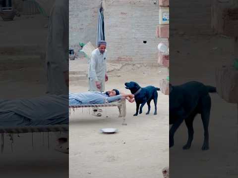 Jab tak malak na boly dog kuch ni khata #salmandhillon#terimeharbaniyan#rocky#doglover