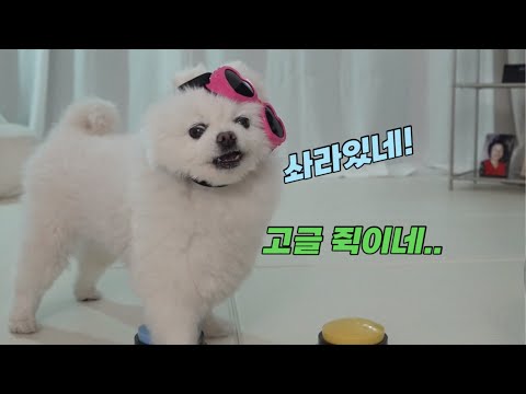 고글을 너무 좋아하는 강아지 ㅋㅋ사투리버전