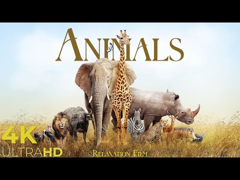 Animals 4K • Wildlife of the World in Relaxation Film | Relaxing Music with Animal 4K Video UltraHD