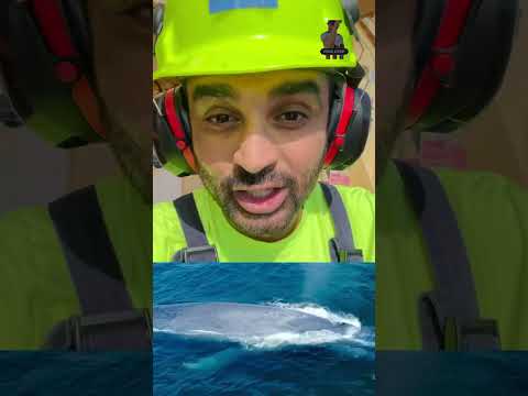 Whale 🐳 🥰 l Biggest Animal l Rehan Ashraf #whales #whale #sea #ocean #foryou
