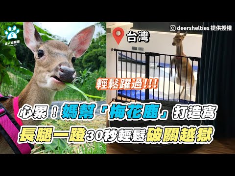 【心累！媽幫「梅花鹿」打造窩 長腿一蹬30秒輕鬆破關越獄】｜IG / deershelties  ／ FB / Mr.Pi 皮老闆