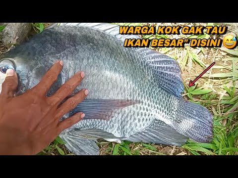 Beruntung nemu spot mancing tersembunyi ikanya besar"