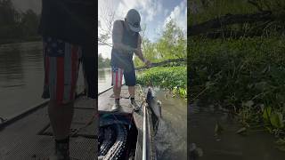 Catching a massive catfish on an alligator hook
