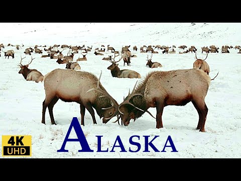 ALASKA 4K Relaxation Film/ Wildlife, Landscapes , Nature Sounds &amp; Relaxing Music/ Alaska is amazing