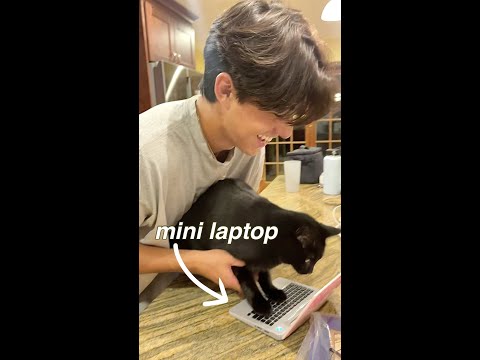 buying my cat her own laptop so she'll stop sitting on mine?