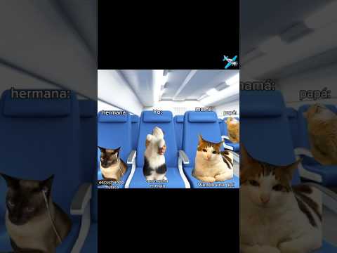 Viaje familiar #cat #gatos #gatoslindos