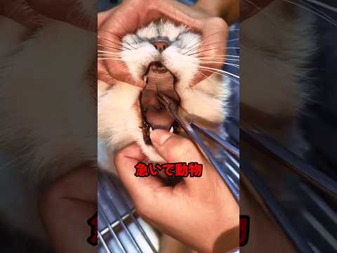 この猫は何かを飲み込んでしまいました！
