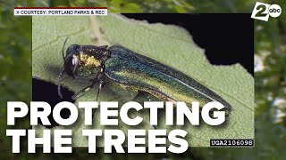 Portland, Oregon proactive to protect trees from deadly Emerald Ash Borer infestations