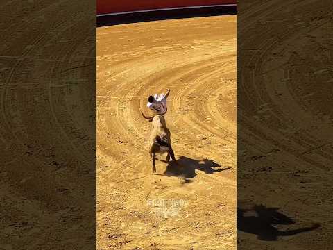 Unbelievable skills (vol 8)