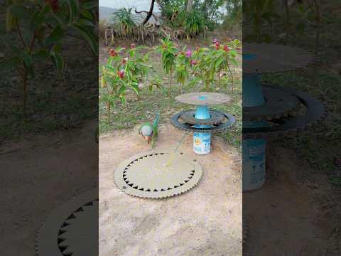 Unique Beautiful Creative Parrot Trap #shorts