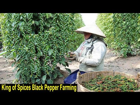 Black Pepper Farming - How to Start a Business Ground Pepper Farm - King of Spices