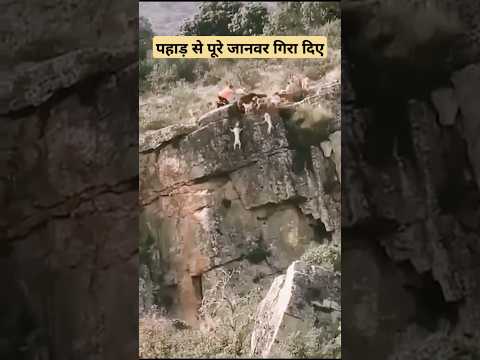 Pahad S Pure Janver Gir Gye || Bahut khatarnaak Pahadi || Uttarakhand India || Pahadi Hills