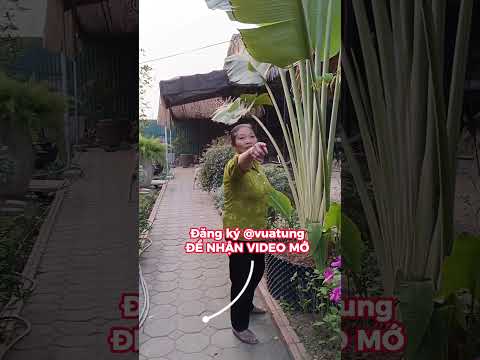 Quá đẳng cấp | Gã Đầu Bạc - Vua Tùng