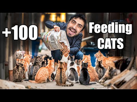 I feed hundreds of stray cats every day. Lucky Paws