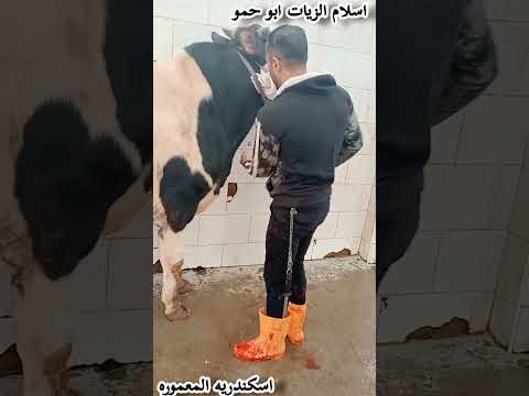 اسلام الزيات ابو حمو#اسكندريه