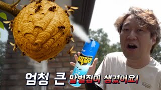 😱 말벌집 소탕작전부터 밈대결까지! 라임튜브 웃음폭탄 모음.zip | LimeTube
