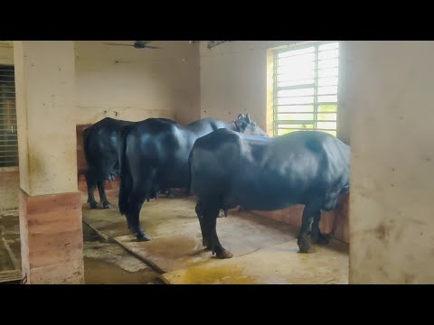 June 29, 2025 कहा कहां पर हुई बारिश