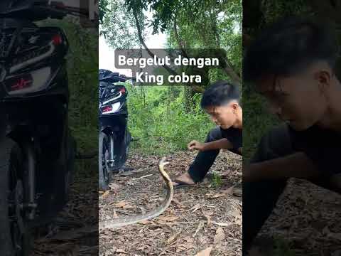 Bergelut dengan ular king cobra #viralvideo #shortvideo #cobra #shortvideo #snake #ular #kingcobra