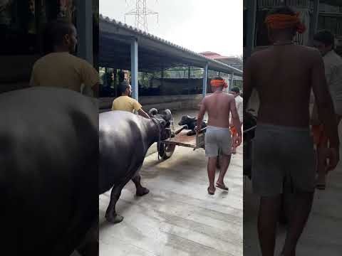 Girdhara dairy farm Surat Gujarat