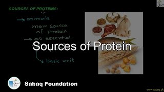 Sources of Protein