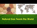 Nitrogen Fertilizer and Population Dynamics