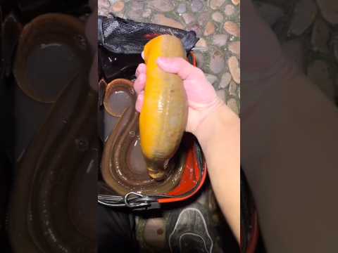MANCING BELUT TERBESAR DI DUNIA