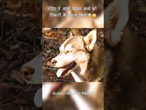 The wolf entrusted his injured pup to the hunter and walked back into the forest#shorts