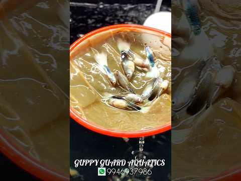 Guppy 😭😭😭😭😭😭... #trending #fish #petfishlover #aquarium #pet #pets #video #viralshorts #viralvideo