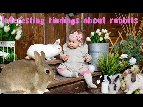 The Most Interesting Discoveries About Rabbits !!!  #rabbitstory