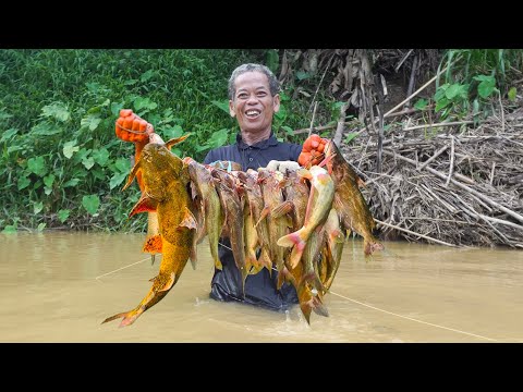 The Power of a 70-Year-Old Man Live Alone - Life in a Mountain Village in Vietnam
