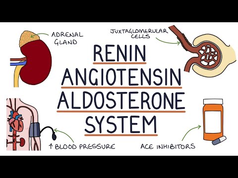 Renin Angiotensin Aldosterone System (RAAS)