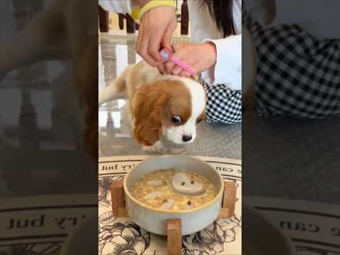 ご飯を見ると興奮する犬