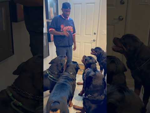 The 5 Rs can be stubborn at times!😂🐶🐶🐶🐶🐶❤️#fyp #influencer #dogs