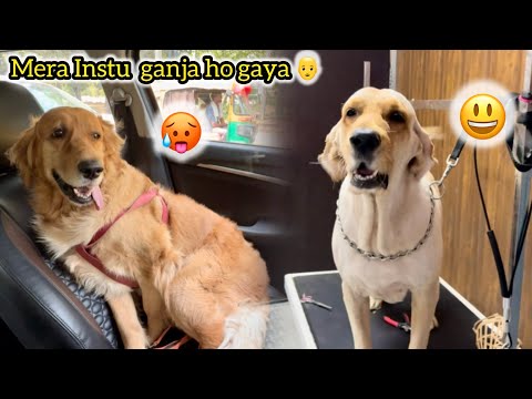 Old Vlog / Instu Ganja ho Gaya 😨|| Vlog || Sibbu Giri