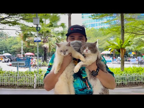 Smart cats Chiko and Bocil have an adventure in the park #cats #catlover #catvideos #cutecat #kitten