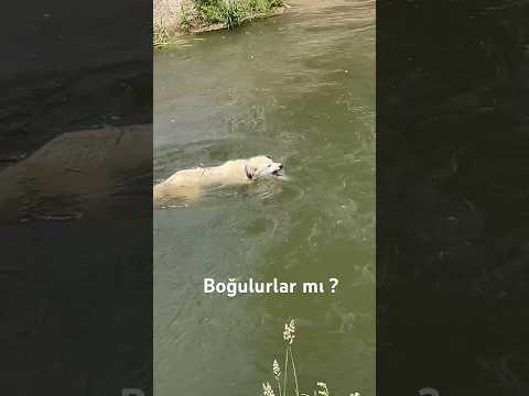 AKBAŞLAR TEHLİKELİ SULARDA YÜZDÜ ##akbaş #kangal #köpek #guarddogs #alabai