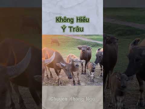 Khi Bạn Không Hiểu Ý Trâu